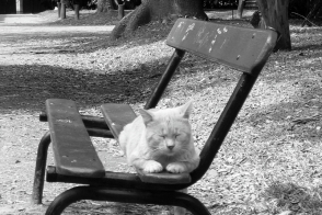 Abandoned domesticated cats, Jardin Botanico Carlos Thay, Palermo, Buenos Aires, Argentina, fotoeins.com, black and white, monochrome