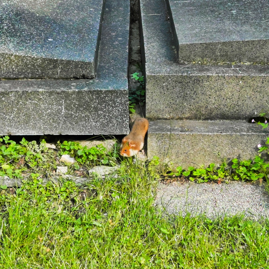 European hamster, Wiener Zentralfriedhof, Wien, Vienna, Austria, Österreich, fotoeins.com